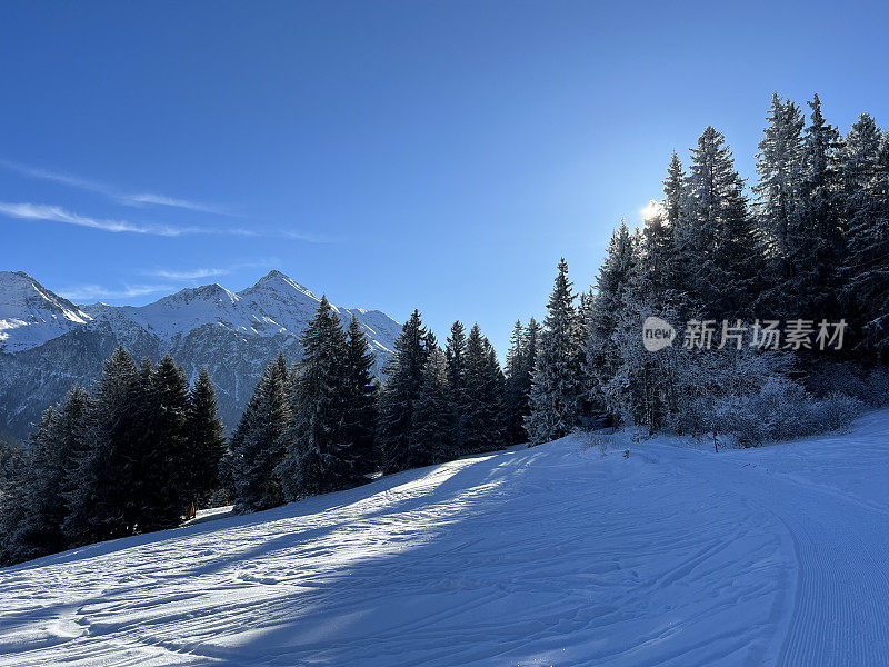 瑞士阿尔卑斯山脉旅游胜地Valbella和Lenzerheide的冬季降雪后，风景如画的高山树木树冠在典型的冬季气氛中。格里松州，瑞士/瑞士